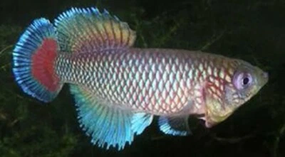 Killifish NOTHOBRANCHIUS JUBBI Killi Huevo Pez Tropical 50 Huevos INCUBACIÓN Foto 1 de 4