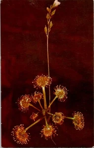 cartolina drosera rotundifolia - Foto 1 di 2