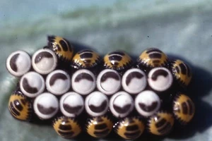 Vintage 35mm Color Photo Slide 1981 Abstract Close up Harlequin Bug Insect - Picture 1 of 1