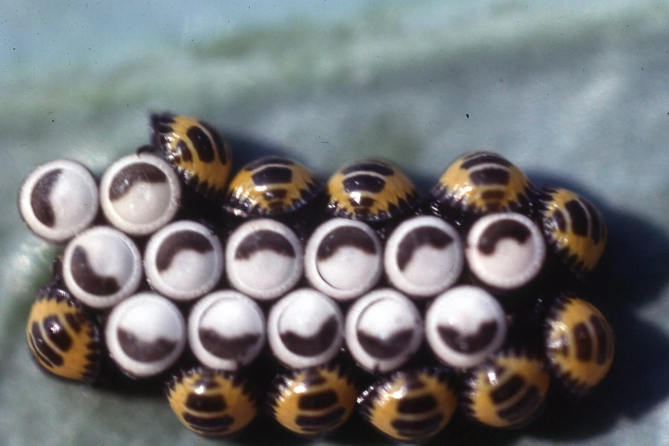 Vintage 35mm Color Photo Slide 1981 Abstract Close up Harlequin Bug Insect - Image 1 of 1