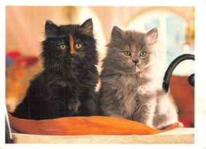 POSTAL PERRO Y GATO TAMAÑO CONTINENTAL GATO PELO LARGO BUENA MUY BUENA - Imagen 1 de 2