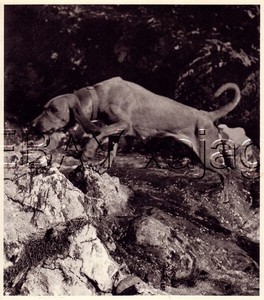 DOG Coonhound Redbone on Trail, Quality Vintage 1941 Print