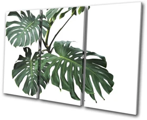 Impresión de imagen botánica de lienzo de agudos floral de planta verde Monstera - Imagen 1 de 1