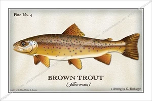 Forelle, Braun, Fliege, Angeln, Fliegen, Fisch, Angler, Köder, Rolle, Lachs, Fluss - Bild 1 von 8