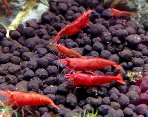 Neocaridina Caridina RED FIRE di alta selezione- lotto di 10 esemplari ADULTI - Imagen 1 de 1
