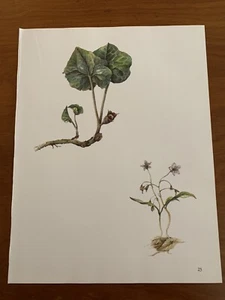 Vintage botanischer Druck Illustration Kunst wilder Ingwer Frühling Schönheit Natur Pflanze - Bild 1 von 4