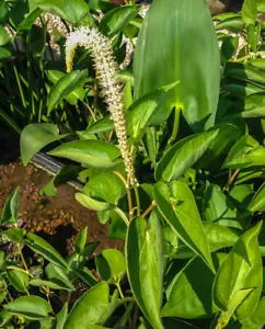 Lizard's Tail Plant Winter Hardy Marginal Aquatic Pond Plant - Buy 2 Get 1 free - Picture 1 of 7