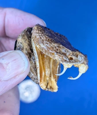 Sombrero estilo boca abierta Western Rattlesnake Tac hecho en EE. UU. #1120 Foto 1 de 4