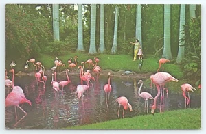 Cartolina Bellissimi Fenicotteri Rosa Sarasota Giardini della Giungla Sarasota Florida - Foto 1 di 2