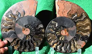 PAIR AMMONITE Great Crystal CavIties XXLARGE 6.6" Dinosaur FOSSIL 169mm a3732xx - Picture 1 of 4