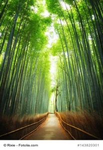 Riesenbambus Phyllostachys moso winterhart 10 frische Samen - Bild 1 von 1