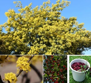 2 winterharte Obstbäume Kirsche Apfel schnellwüchsige Pflanzen für Garten - Bild 1 von 2