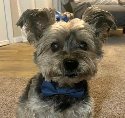 Corbatas elegantes hechas a mano para perros y gatos Foto 1 de 4