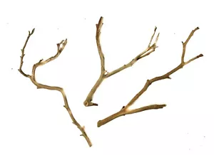 Aquarium Manzanita Branchy Driftwood 3 Piece Set WYSIWYG 10" - 13" long - Picture 1 of 4