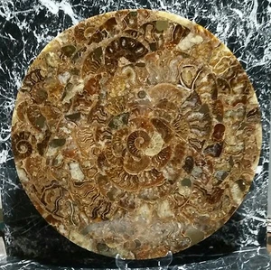 2.11 Lb. Half Cut Ammonite Shell Jurassic Fossil Disc Madagascar  Polished  - Picture 1 of 2