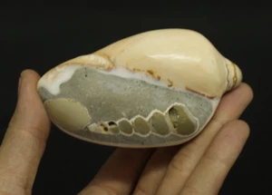 AMAZING!! 200GR Sea Shell Polished Turritella on Gastropod Fossil  Indonesia - Picture 1 of 7