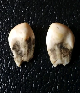 2 GRANDI Alce Toro Avorio Avorio Coppia Denti Bullseye Carmelo Colorazione - Foto 1 di 4