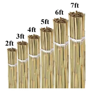 Bamboo Garden Heavy Duty Canes Thick Quality Plant Veg Support Cane Strong Stick - Picture 1 of 5