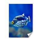 A2 - Blue Tropical Ocean Fish Poster 42X59.4cm280gsm #44397