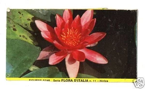 FIGURINA CARTONATA BRODO STAR SERIE FLORA D'ITALIA NR 11 NINFEA - Picture 1 of 1