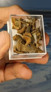 Taschengeld fossile Haifischzähne. Displaybox mit 20 guten 'B-Klasse' Zähnen.  - Bild 1 von 7
