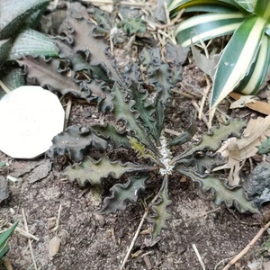 Euphorbia boiteaui nice Succulent plant - Picture 1 of 7