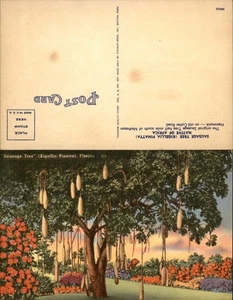 VTG Tropical Florida Post Card-SAUSAGE TREE -  Unused - Picture 1 of 1