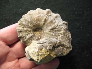 Cretaceous ammonite Acanthoceras stephensoni Woodbine Sandstone Texas #5 - Picture 1 of 7