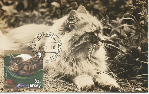 Cat Kitten Jersey Maximum Card Cover