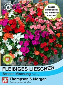 Fleißiges Lieschen 'Beacon' - Impatiens walleriana, Balkon&Terrasse, Samen, 4910 - Bild 1 von 2