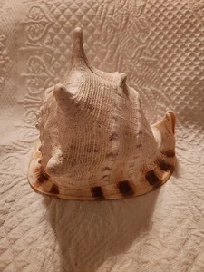 Conch Shell Large Seashell Striped - Picture 1 of 14