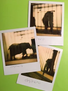 3 Vintage 1980’s Instant Photos - CLEVELAND ZOO animal, about 3” ￼photo images - Picture 1 of 6