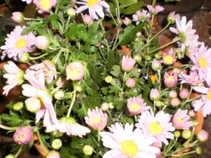 Mums Rooted branch cuttings/plants (Buy 12 Get 12 FREE) Please check first - Picture 1 of 8