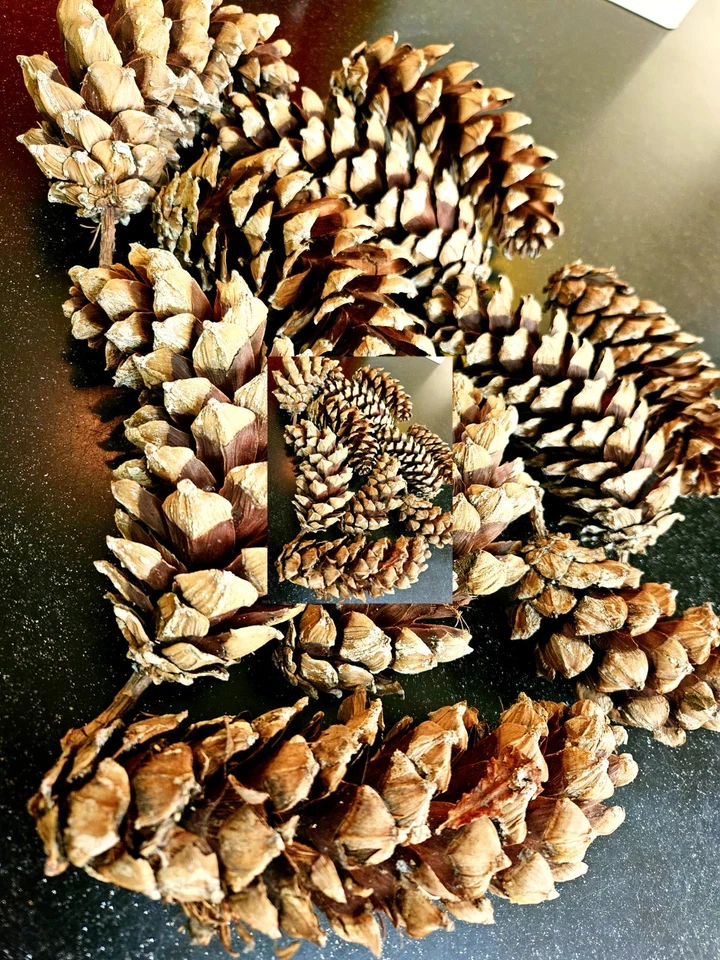 40 conos extra grandes. Fabricación de guirnaldas/decoración de Navidad/artesanía de invierno - Imagen 1 de 1