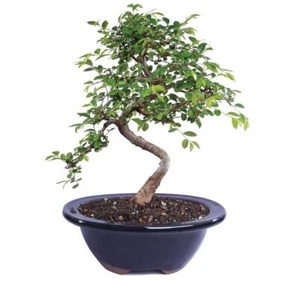 Chinese Elm Bonsai Tree Curved Trunk Style House Plants indoor Outdoor Yard - Picture 1 of 6