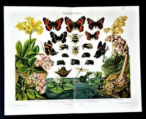 1897 OLD PRINT: DARWINISMO NELLE FARFALLE.CROMOLITOGRAFIA.ETNA - Bild 1 von 1