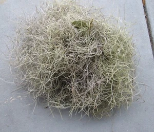 Spanish Moss Florida for Decor or Arts-n-Crafts- 1 Bag/Box Full - Picture 1 of 2