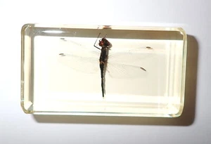 Fruh Libelle Präparat in Bernstein klar Acrylblock Erziehungshilfe BK2A - Bild 1 von 8