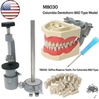 US Columbia Dentoform Dental Typodont Modelo 32 Piezas Dientes Extraíbles Poste de Encía Foto 1 de 4