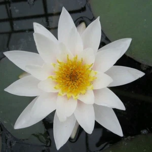 2 White Water Lily Aquatic Water Lilie Ornamental pond plants water lilies - Picture 1 of 2