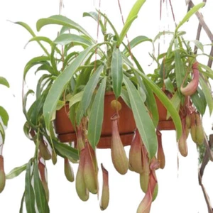 Rare Nepenthes Madagascariensis Seeds Carnivorous Plant - Stunning Pitcher Plant - Picture 1 of 8