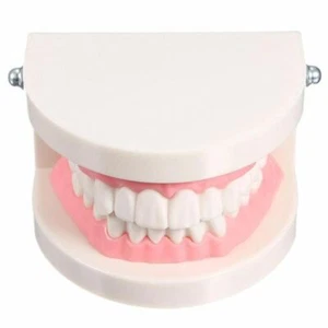 Dental Teaching Denture Model Teeth Model Standard Teeth Model Flesh Pink Gums - Picture 1 of 12