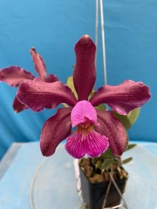 Cattleya Schilleriano-Harrisonae X Cattleya Key Largo Orchid Hybrid 4” Pot - Picture 1 of 11