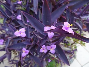 super  grand lot=misére pourpre aéoniums divers +tiges  arbre de jade=20piéces - Imagen 1 de 24