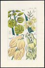 Antique Print Small Soapweed Yucca Glauca Spanish Dagger Friedrich Ca 1840