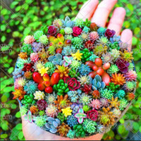 100 Pcs Bag Real Mini Succulent Cactus Seeds Rare Perennial Herb Rare Plants NEW