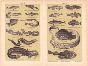 1905 FISH EELS LUMPFISH ANGLER PUFFER RAY ENGRAVING ILLUSTRATION PRINT 4 Pages - Picture 1 of 4