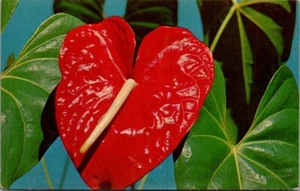 Postal ANTHURIUM Flor Exótica HAWAII HI - Imagen 1 de 2