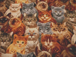 Katzenstoff auf halber Yard verpackt realistisch Katze Kätzchen Gesichter TT Premium Baumwolle - Bild 1 von 2