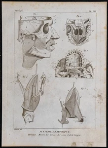 1825 - Muskeln Des Gesicht und Schädel Humain - Gravur Antik - Anatomie - Bild 1 von 3